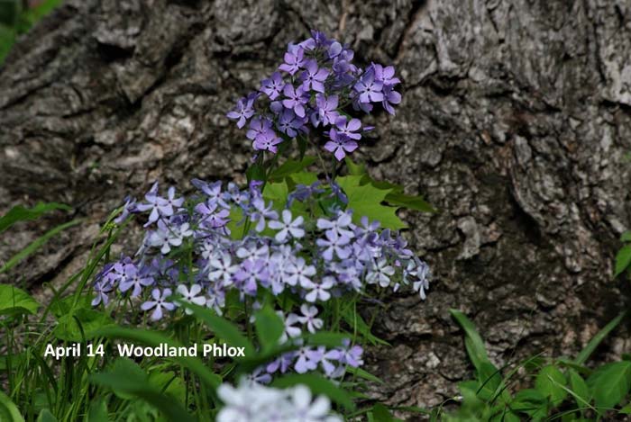 4.14--Woodland-Phlox-aa.jpg