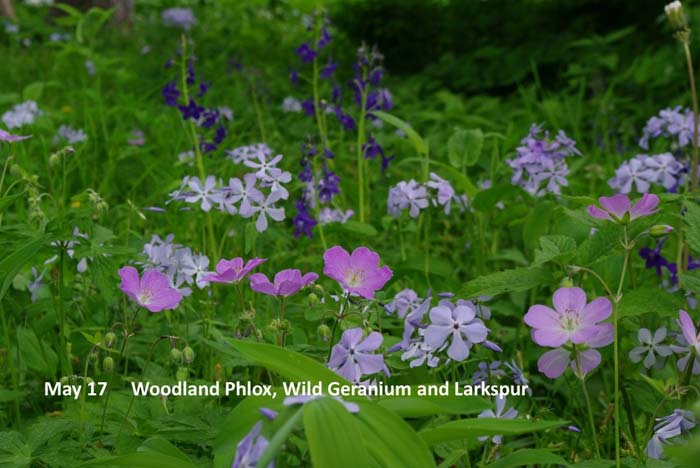 5.17--woodland-phlox-gerani.jpg