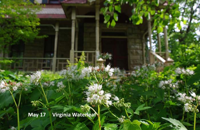 5.17-Virginia-Waterleaf.jpg