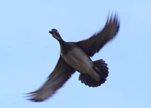 Female wood duck, Flint Creek.jpg