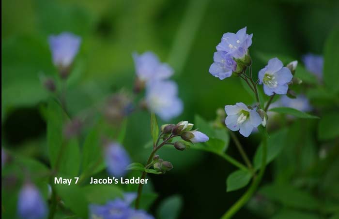 5.7-Jacobs-ladder.jpg