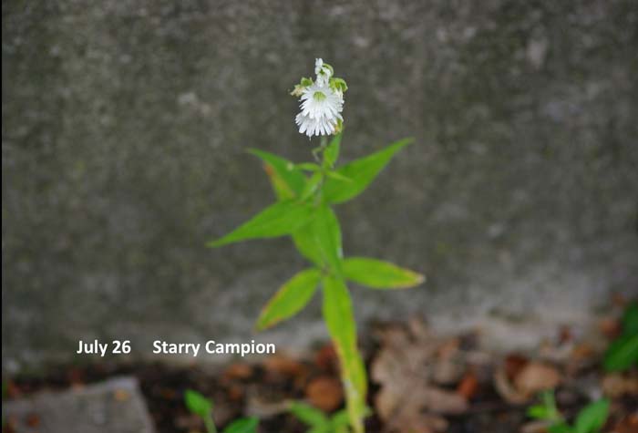 7.26-Starry-Campion.jpg