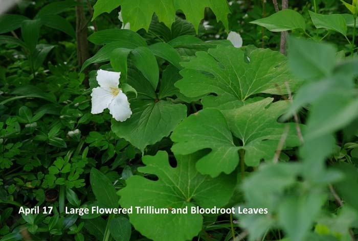 4.17-large-flowered-trilliu.jpg