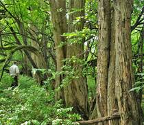 Osage-Orange-Hedge-Row,.jpg