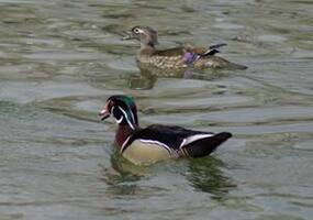 Wood duck pair, Gladstone Lake.jpg