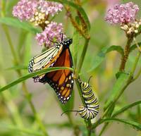 Monarch-w-Caterpillar-close.jpg
