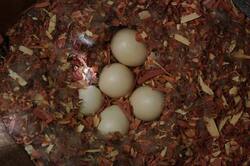 Wood Duck Nest, 5 Eggs, Leopold Hs. 2015.jpg