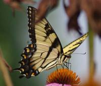 E.-Tiger-Swallowtail,.jpg