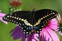 Black-Swallowtail.jpg