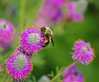 Bumble-Bee-on-Purple-Prairi.jpg