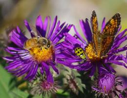 Honey bee, spotted cucumber beetle and pearl crescent butterfly on aster.jpg