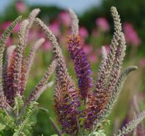 Lead-Plant-Amorpha.jpg