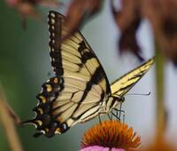 E.-Tiger-Swallowtail,.jpg