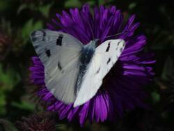 furry--butterfly.jpg