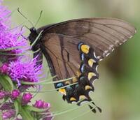 1.Black-Form---E.jpg