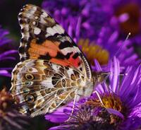 Painted-Lady-.jpg