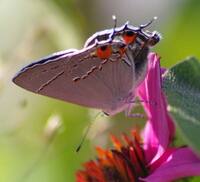 Gray-Hairstreak.jpg