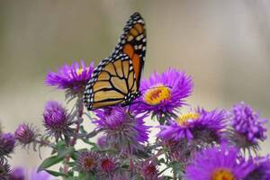 Monarch on Aster ALMS.jpg