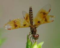 E Amberwing female on Aster ALMS.jpg