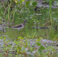 Yellowlegs.jpg