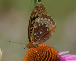 Great-Spangled-Fritillary-.jpg