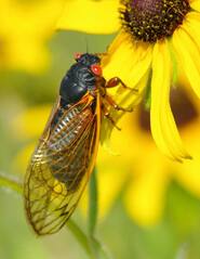 Periodical Cicada, 17 yr.jpg