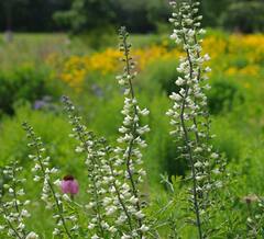 prairie-4.jpg