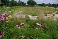 prairie-2015.jpg