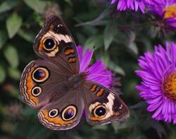 Buckeye on Aster.jpg