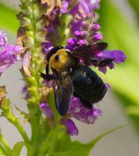 close-up-E-Carpenter-Bee.jpg