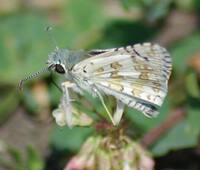 Checkered-skipper.jpg